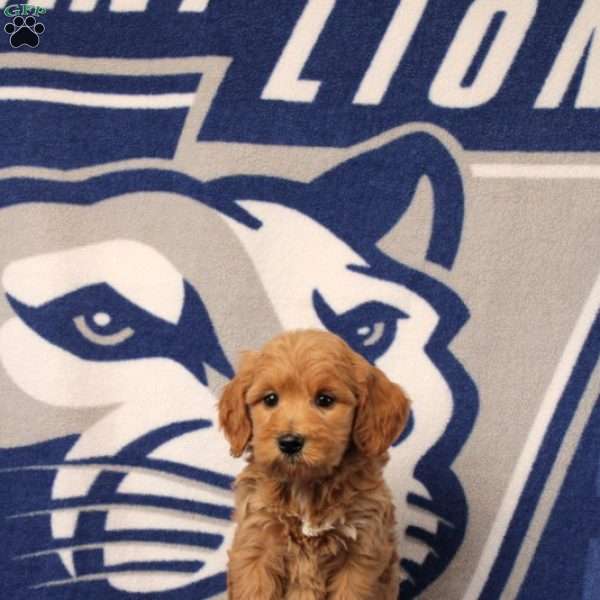 Elanor, Mini Goldendoodle Puppy